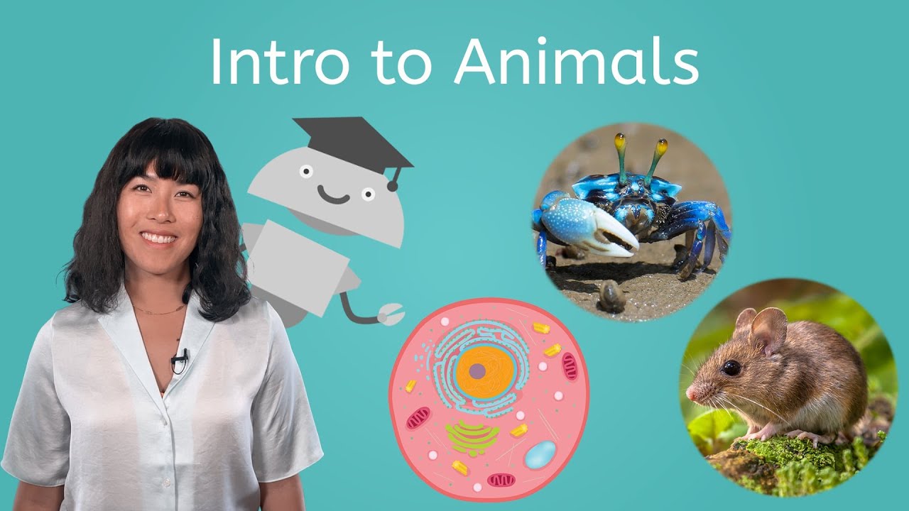 Intro to Animals - Biology for Teens!