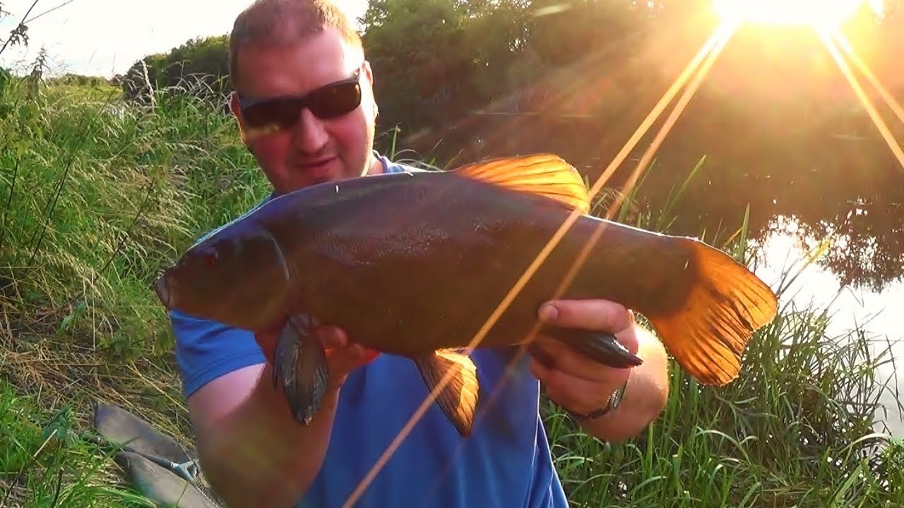 TENCH FISHING 2017