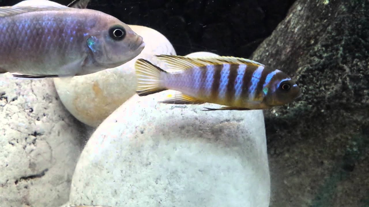 Pseudotropheus sp. "zebra long pelvic", Mdoka F0 - YouTube
