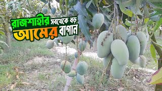রজশহর সবথক বড আমর বগন Rajshahi Mango Tour Famous Mango Of Rajshahi