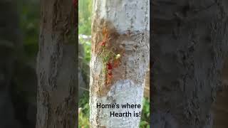 Fetching Home Most Precious Things to Live, Food! Sherpa Ants Carry Fruit Heavier than Themselves.