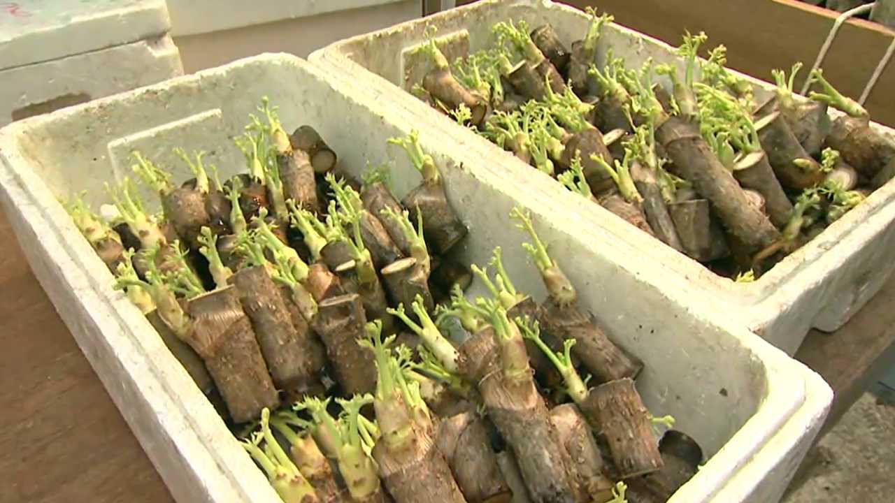 第2回 ゴッツォ山形テレビ 〜促成山菜にかける人々〜