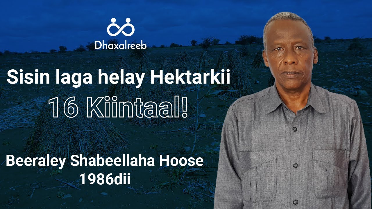 Sisin laga helay Hektarkii 16 Kiintaal!   Wareysi: Beeraley  Cabdullaahi Bilow