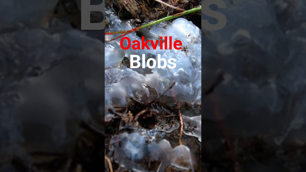It Rained Mysterious Blobs in This Town 🤯 (Oakville Mystery)