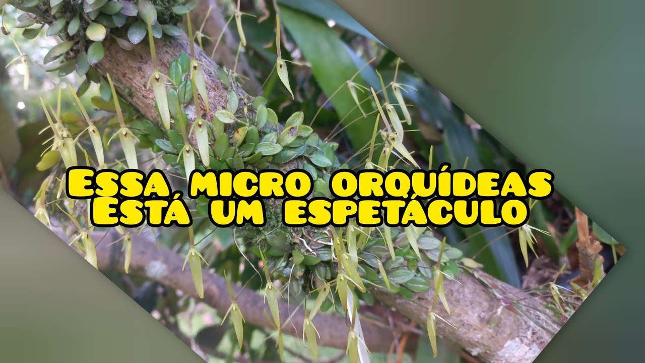 Olha o encanto minha  mine orquídeas #microorquidea #orchids 