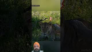Bach Ke Mod do #facts #wildlife #leopard #animals #funny #lion #funnybasketball #comedy