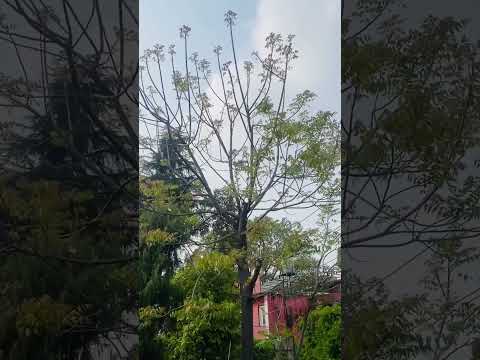 #nepal #nature #tree #kathmandu #changeyourmindsetchangeyourlife