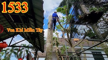 Vua Khỉ cưa hạ gốc hai cây Cau Vua ở vị trí khó . Cutting areca tree