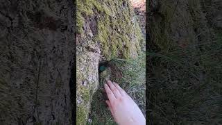 Geocaching - Petling #nature #germany #geocaching #Hobby #gooutside