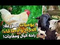 Farm Diaries The Secret Intelligence Of Ayam Cemani Chickens And Gigi S Surprise 