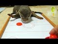 ビンゴの前でエアホッケーやったらカワウソの血が騒いだようだ(Otter bingo playing air hockey! )