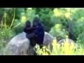 Top 15 most convincing bigfoot sightings caught on tape