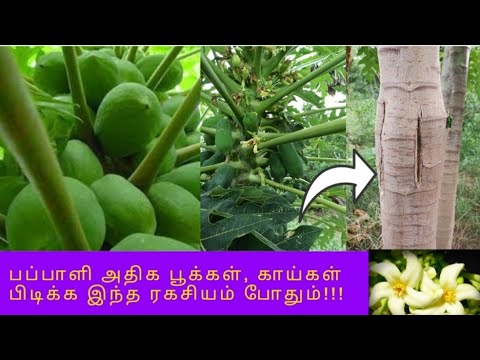      What to do to catch more flowers and pods of papaya