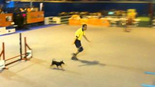 Agility pinscher Pamina