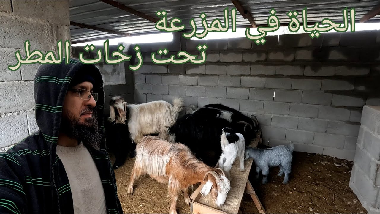 (120)أمطار غزيرة و سيول في المزرعة ، افضل المواد لعزل البيوت حراريا، الأحجار الحرارية أم الفلين؟