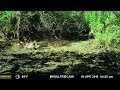 Gator Attack Caught On Camera - Waterhole Game Camera Compilation