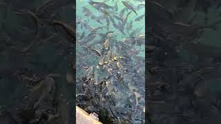 Balıklı Göl Ağır Çekim