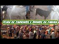 Feira de animais de Tabira-PE dia 03/03 Bode, Cabra, Carneiro e Ovelha