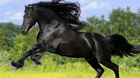 سورة العاديات