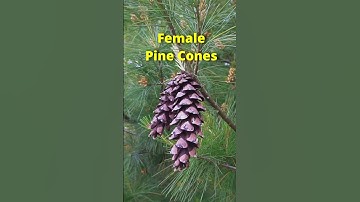 Pine Pollen Contains Testosterone!