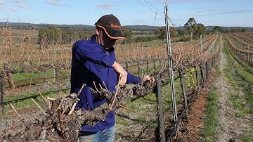 Managing Eutypa Dieback 8 of 10 Preventing Infection - Pruning Measures