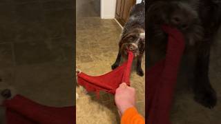 German Wirehaired Pointer vs Chihuahua vs Big Foot #funny #tugofwar #dog