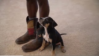 How To Teach Your Puppy To Heel Command