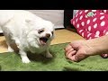 にぎりっぺに怒る犬!たいがいにしときーよ!?-AngryDog Stop it