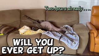 Our Greyhound’s Sluggish Morning(radiant roaching)