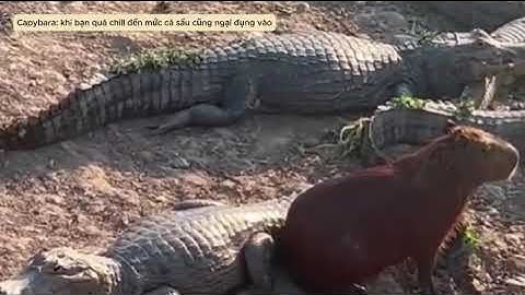 Capybara: khi bạn quá chill đến mức cá sấu cũng ngại đụng vào