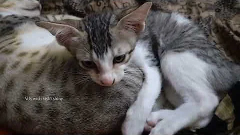 Watch the video about 😂 Funniest Cats Videos 😺🐶 || 🥰😹 Hilarious Animal Compilation №796