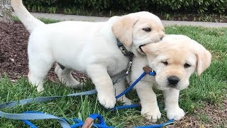 Labrador Puppies Funny Compilation #9 - Best of 2018
