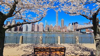 Download Lagu Strolling Roosevelt Island's Cherry Blossom Rosely lyn MP3