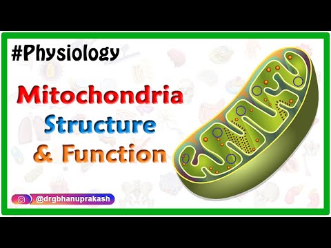 Mitochondria Structure and Function Animation USMLE Step 1- Physiology