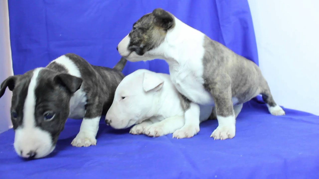 ミニチュアブルテリア子犬 8 29日生れ 男の子 子犬販売smile 1 スマイルわん 関東 埼玉県ブリーダー Youtube