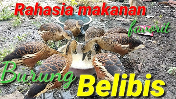 Makanan favorit burung belibis supaya sehat