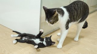 What Happens When the Rescued Kitten Loves the Big Cat So Much! │ Episode.68