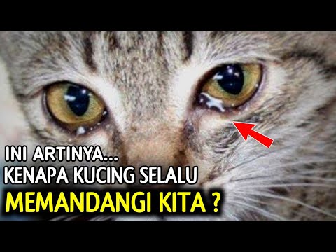 Video: Tabiat Makan yang Kukuh di Kucing - Kenapa Mereka Lakukan Itu?