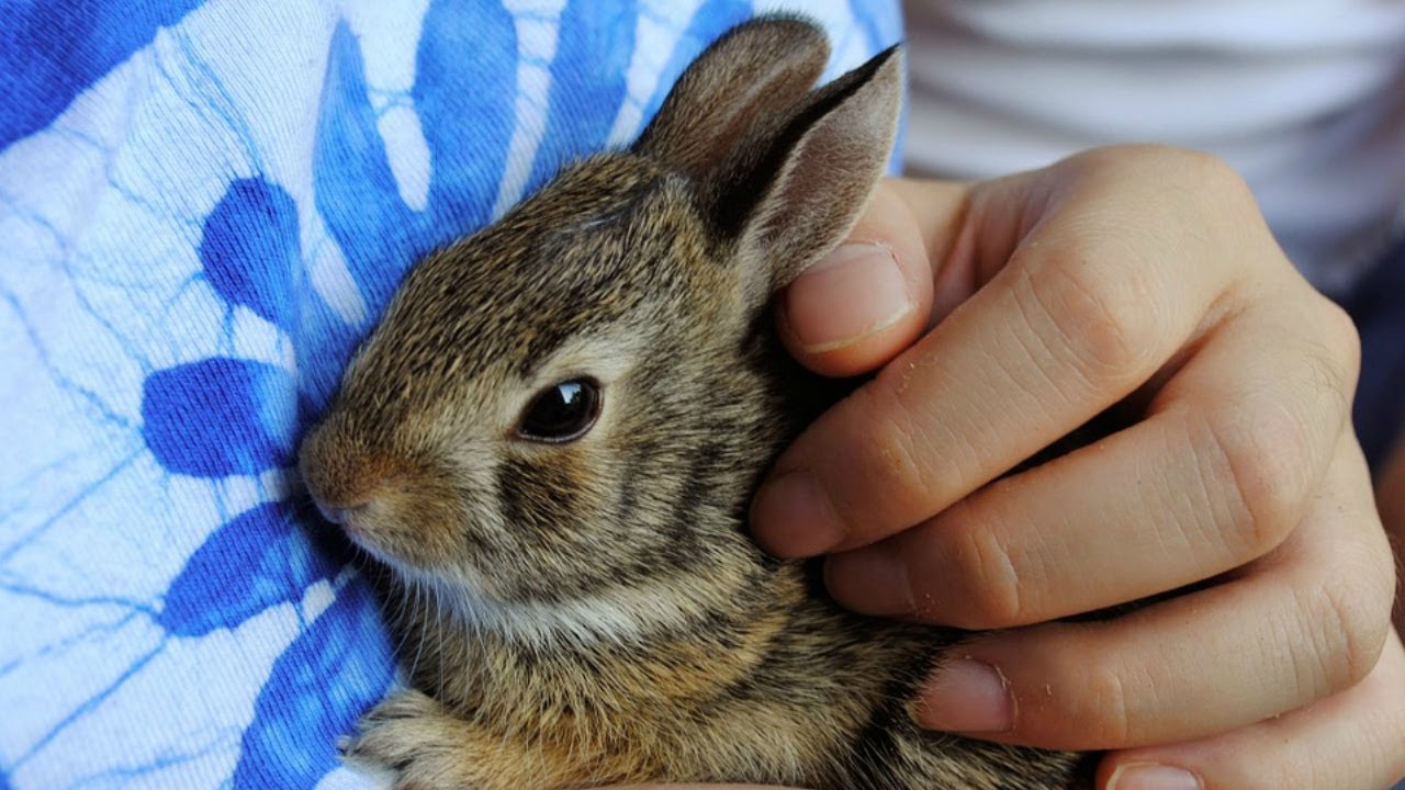 Can Rabbits Live Alone? YouTube