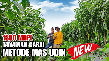 LUAR BIASA TANAMAN CABAI METODE MAS UDIN DI KETINGGIAN 1300MDPL TUMBUH SUBUR DI MUSIM KEMARAU