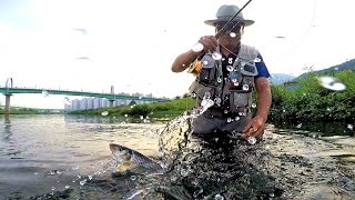 Fly Fishing - Episode 13 - Fly Fishing For Hemibarbus Labeo (누치 플라이낚시)