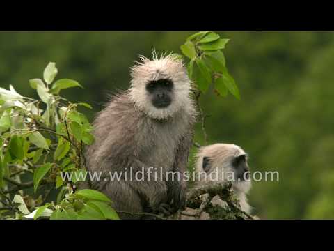 Langur sisters chat up each other, fool around in wildfilmsindia forest