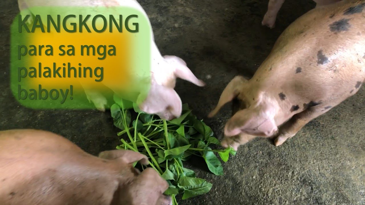 KANGKONG LEAVES PARA MAKATIPID SA FEEDS! YouTube