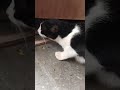 I found a cat