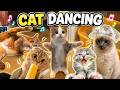 Cute cat dance😺 #reels #cat #catvideos #funnycatvideos #shorts #trendingshorts #ytcat #funny #cute