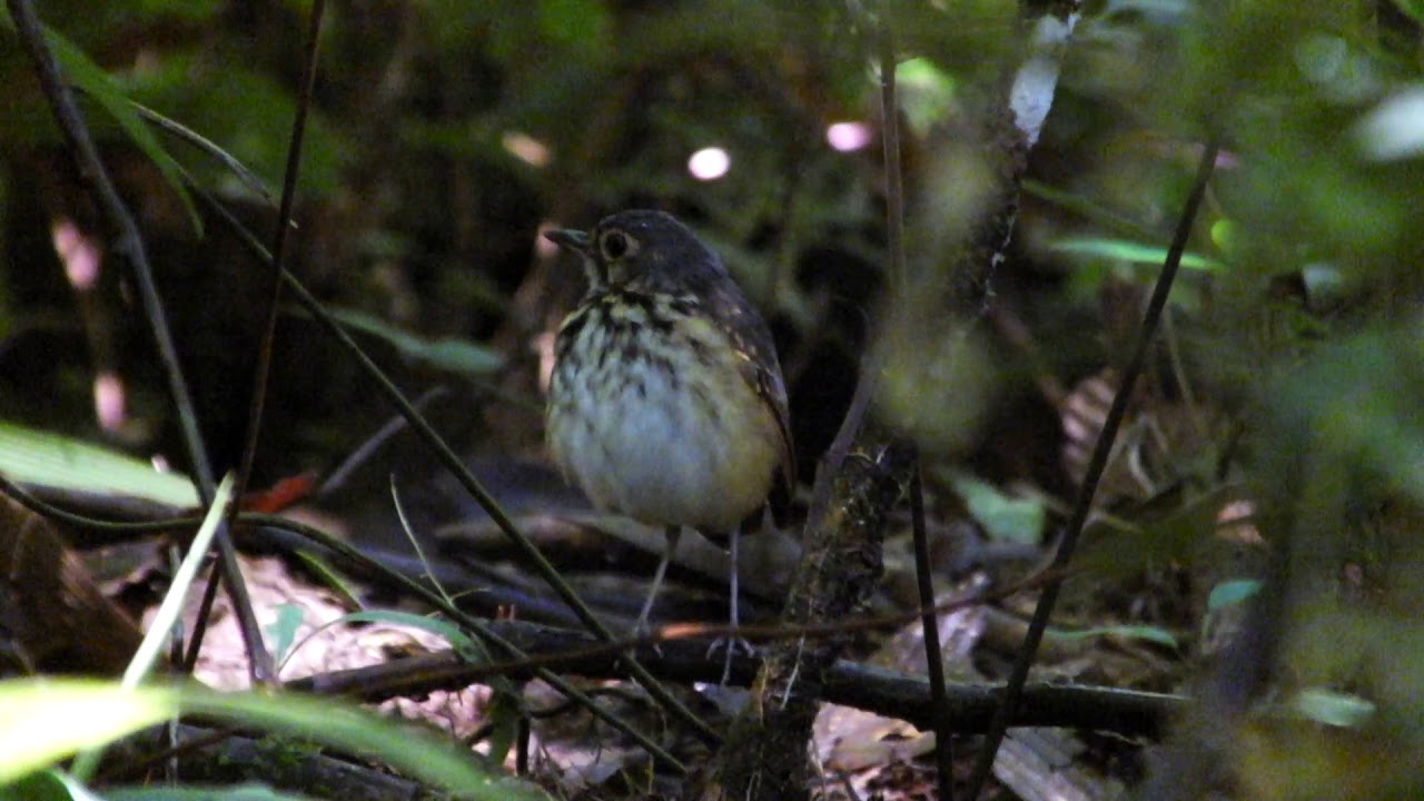 Streak-chested Antpitta Caribbean slope, Costa Rica