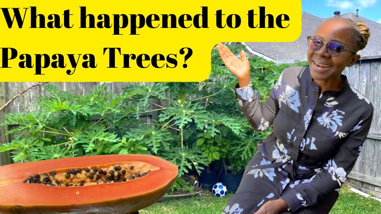 Growing Papaya(Pawpaw) in the USA Updates, Lessons Learned and Tips