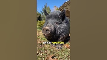 Babi Lebih Pintar dari yang Anda Pikirkan!