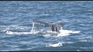 Whale watching off Channel Islands HD