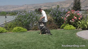 Teach your dog the "heel" position - Part 2/4 | Andy von Tajö Tribute